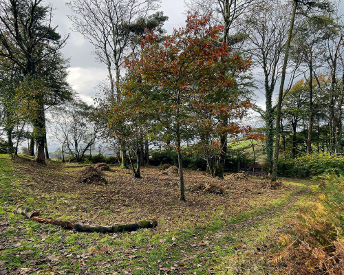 Woodland after bracken clearance