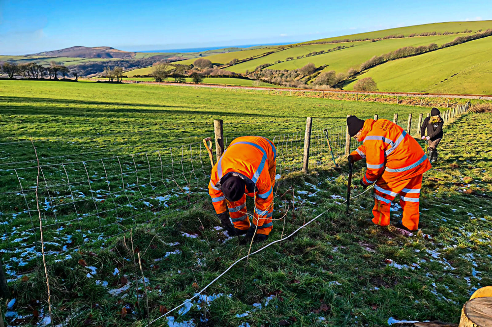Tree planting in the overflow car park