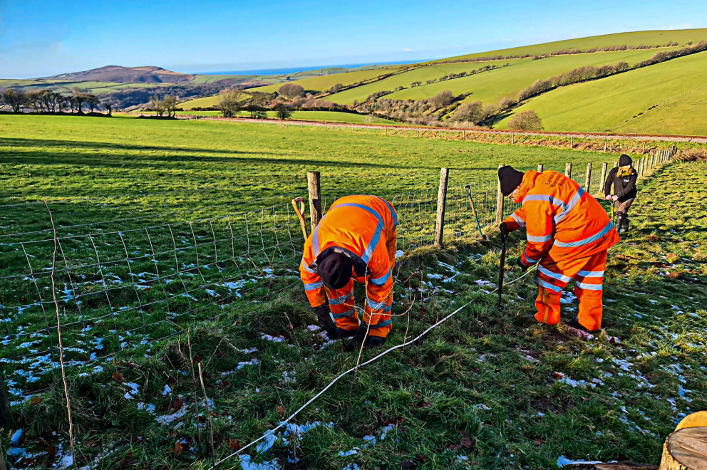 Tree planting in the overflow car park