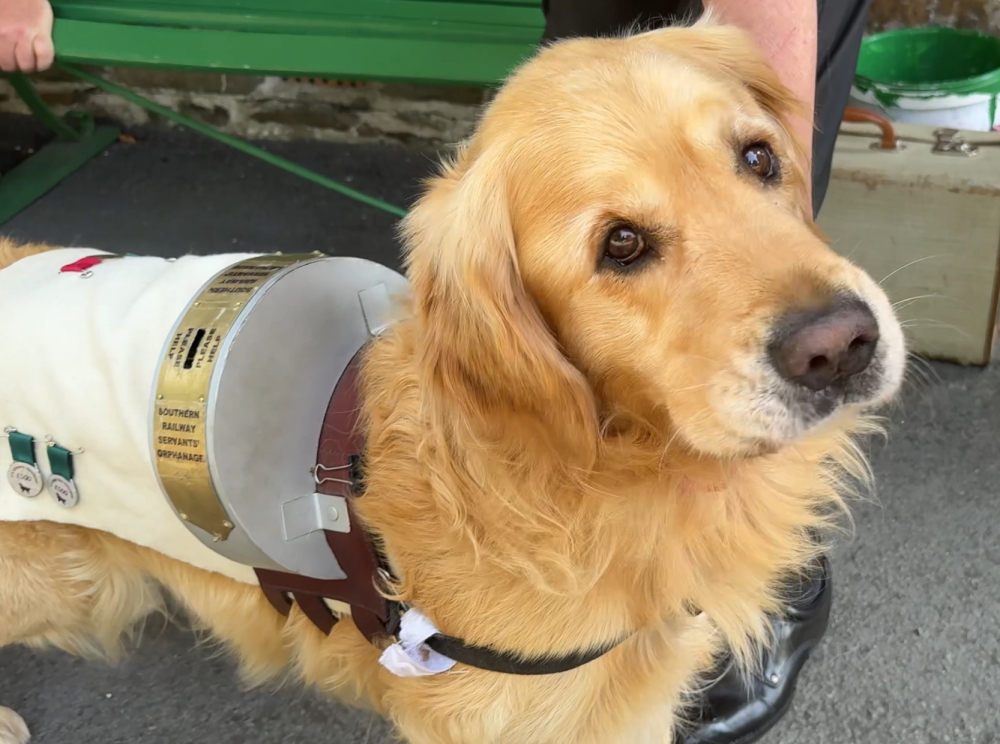 Henry the railway collecting dog at Woody Bay