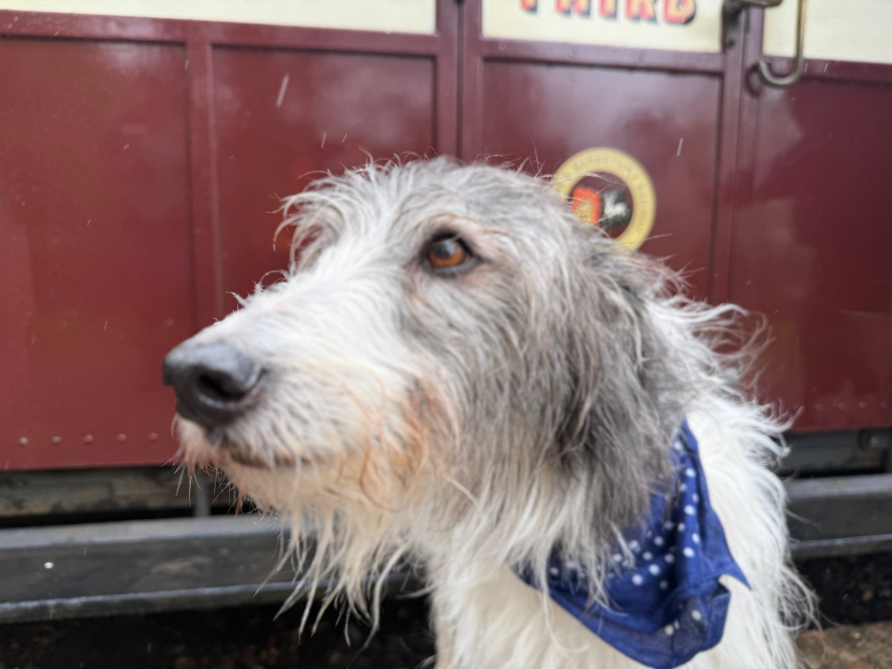 Hurley, The Editor Dog at Woody Bay